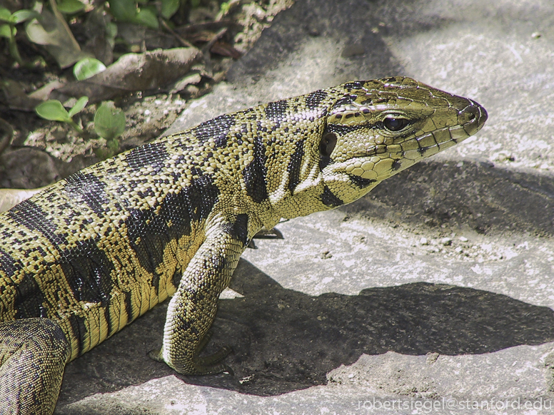 tegu